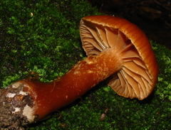 Cortinarius distans