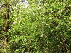 Crataegus × cogswellii