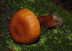 Cortinarius distans