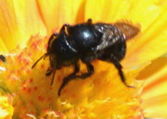Cephalosmia