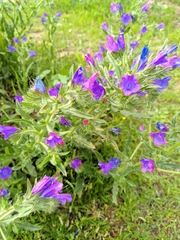 Echium plantagineum