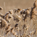 Common Reed - Photo (c) Fyn Kynd, some rights reserved (CC BY-SA)