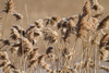 Common Reed - Photo (c) Fyn Kynd, some rights reserved (CC BY-SA), uploaded by Fyn Kynd