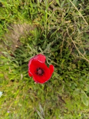 Papaver rhoeas