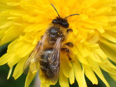 Andrena scotica