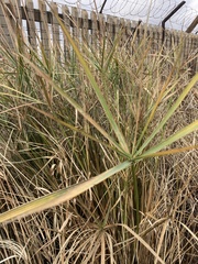 Cyperus textilis