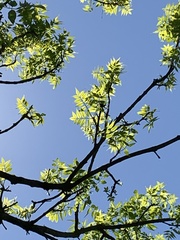 Fraxinus