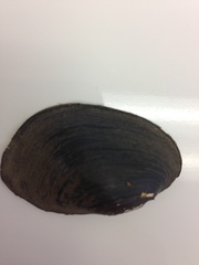 Sagittunio subrostratus