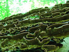 Dentocorticium portoricense