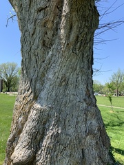 Fraxinus