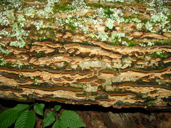 Dentocorticium portoricense