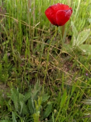 Papaver rhoeas