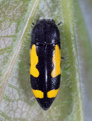Ptosima gibbicollis