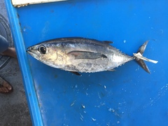 Thunnus atlanticus