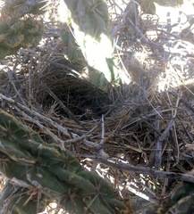 Toxostoma curvirostre