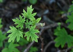 Pelargonium citronellum