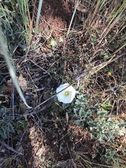 Calystegia collina oxyphylla