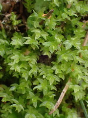 Mnium marginatum