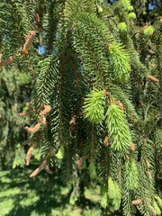 Picea