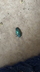 Chrysophana placida