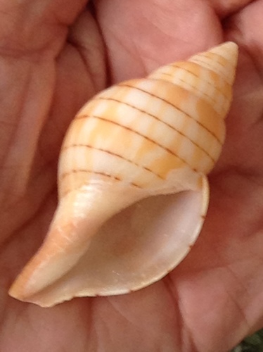 Eastern Banded Tulip