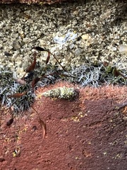 Luffia ferchaultella