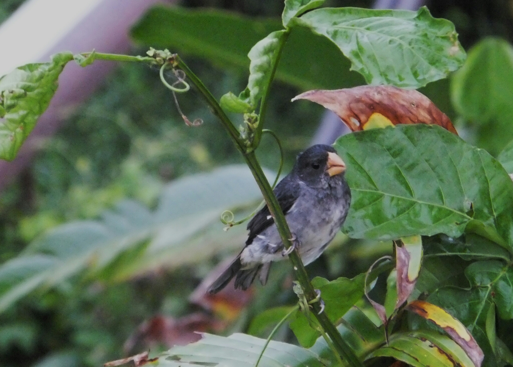 PAPA-CAPIM-CINZA (Sporophila intermedia) CANTANDO AO VIVO NA NATUREZA-Canto  Pássaro Papa Capim Cinza