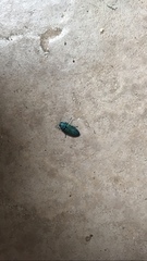 Chrysophana placida