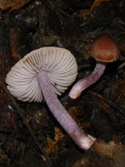 Inocybe pusio