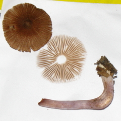 Inocybe pusio