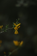 Genista scorpius