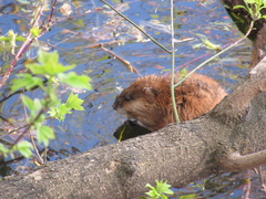 Ondatra zibethicus