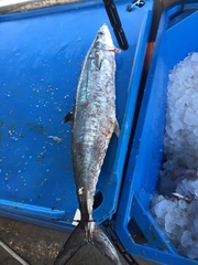 Scomberomorus cavalla