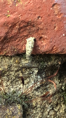 Luffia ferchaultella