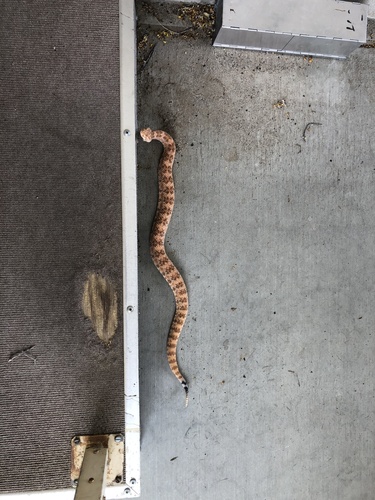 iNaturalist observation photo of Southwestern Speckled Rattlesnake