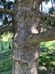 Picea