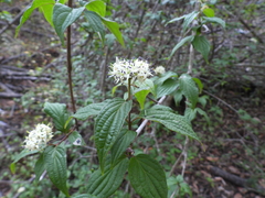 Cornus excelsa