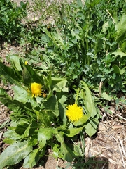 Taraxacum officinale