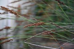 Elegia tectorum