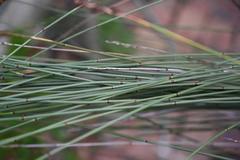 Elegia tectorum