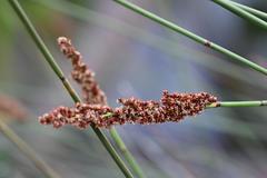 Elegia tectorum