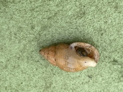 Amphissa versicolor