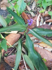 Dichorisandra thyrsiflora