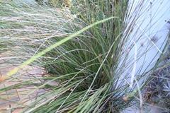 Elegia tectorum