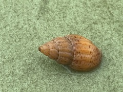 Amphissa versicolor