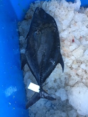 Caranx lugubris