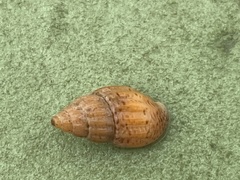Amphissa versicolor