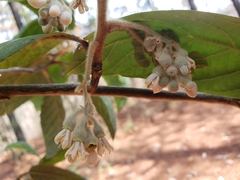 Styrax argenteus