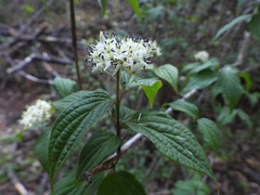 Cornus excelsa