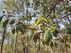 Styrax argenteus